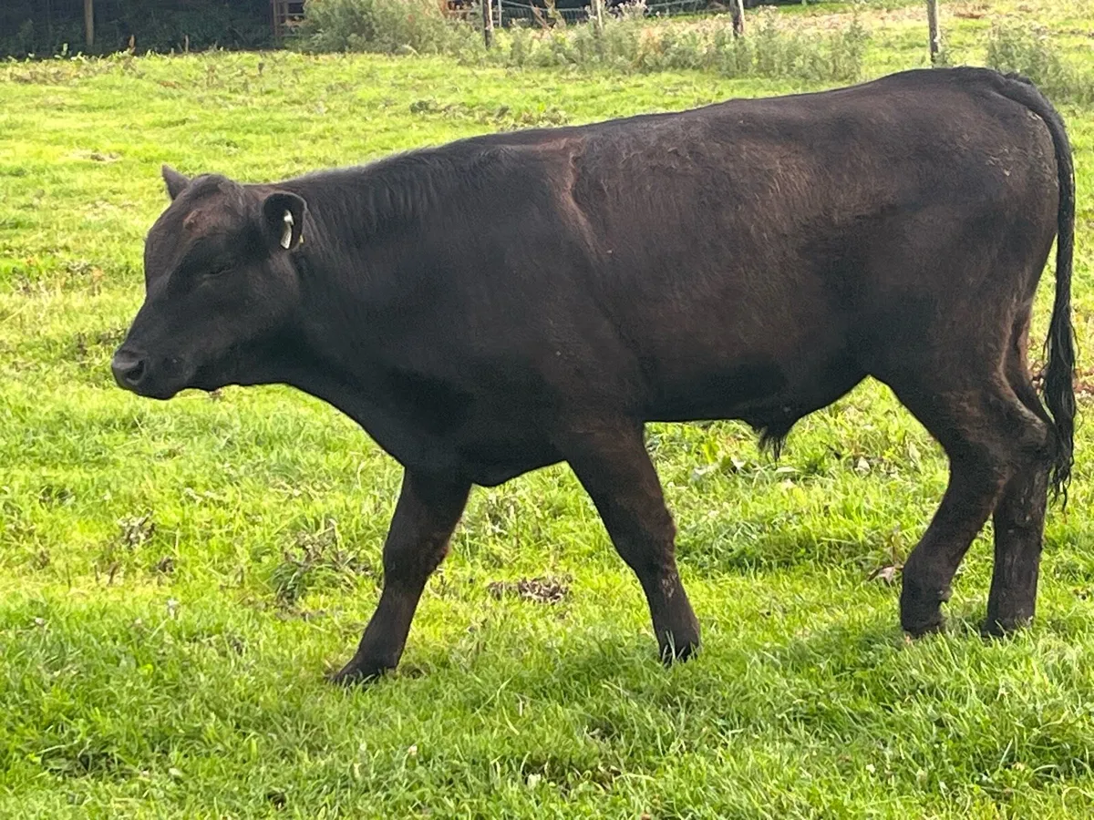 Super 380Kg LIM Store Bullocks - Image 3