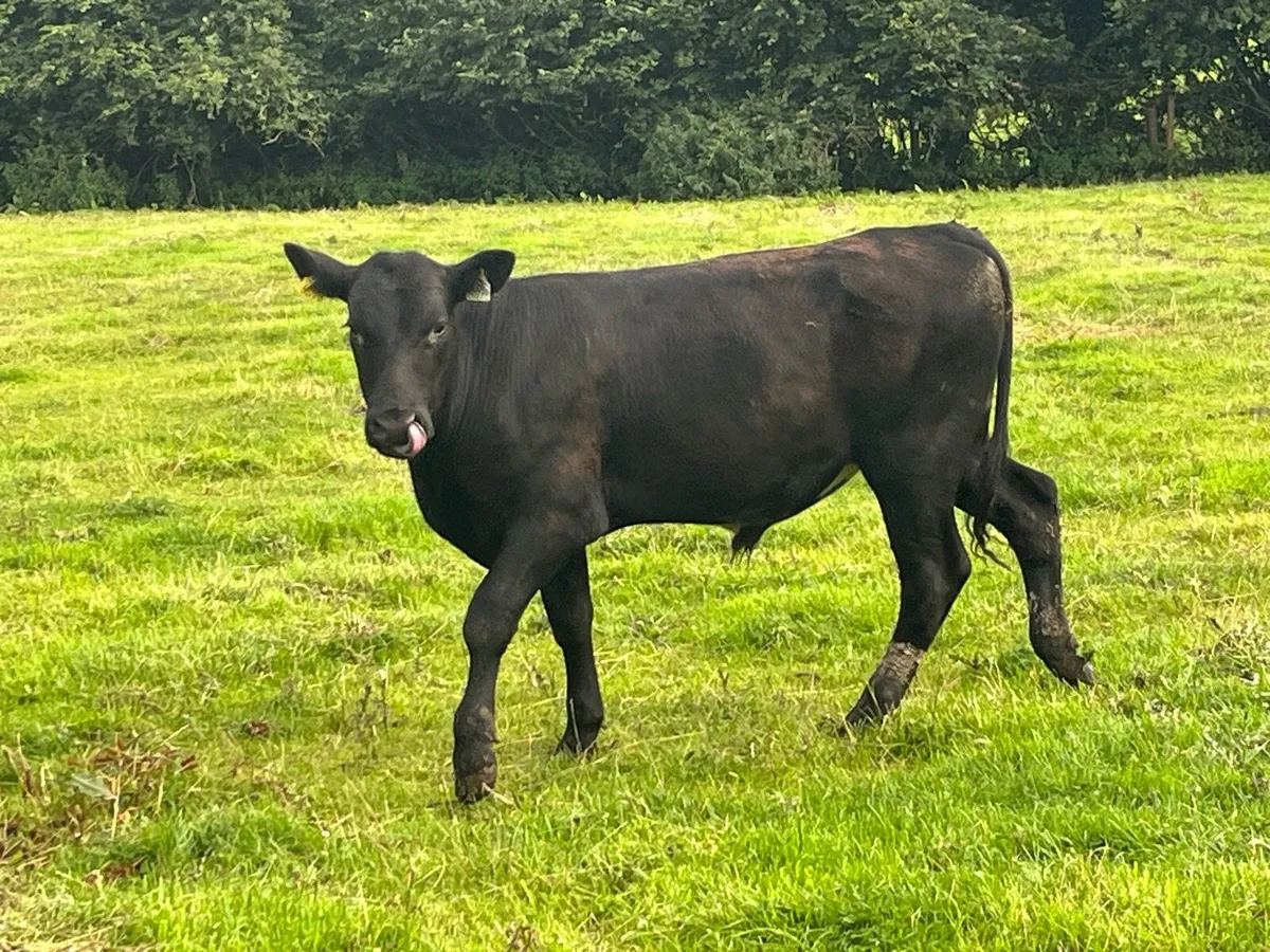 Super 380Kg LIM Store Bullocks - Image 4