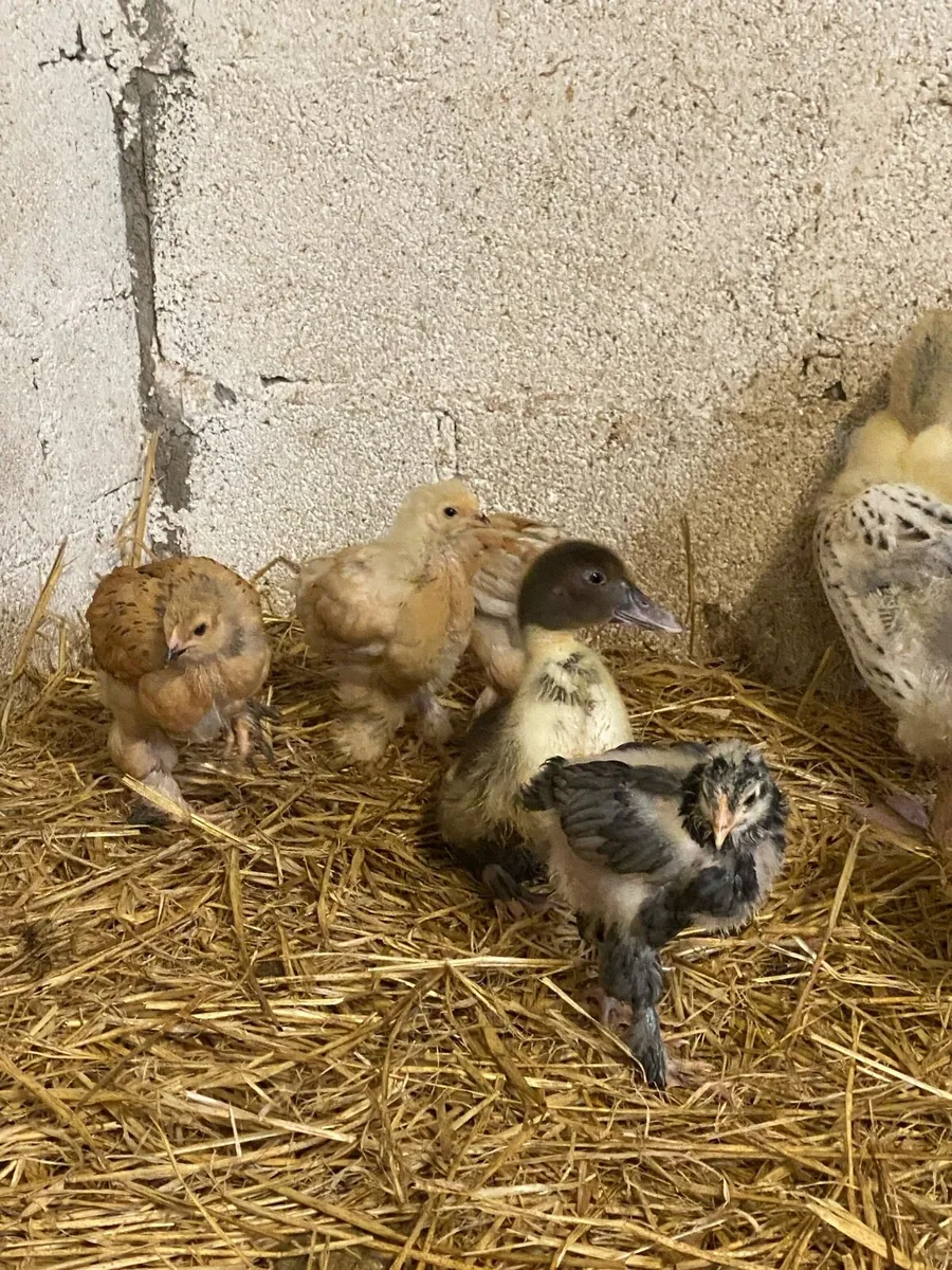 Lemon Pyle x blue Bramha chicks & Ducks - Image 1