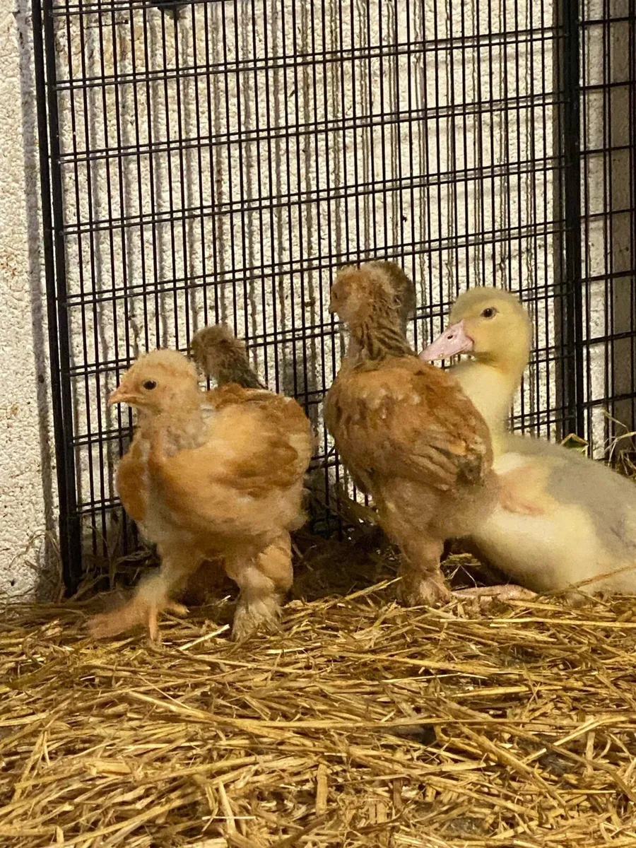 Lemon Pyle x blue Bramha chicks & Ducks - Image 2