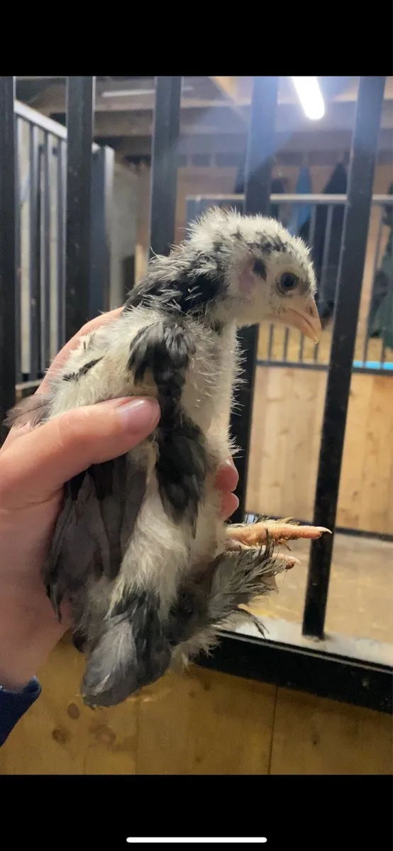 Lemon Pyle x blue Bramha chicks & Ducks - Image 3