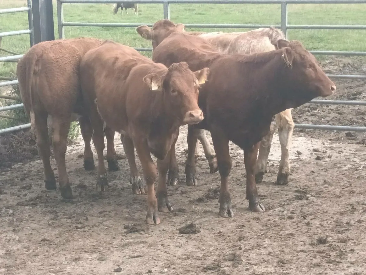 5 smashing U and R Grade  Grade  Heifer's for sale - Image 1