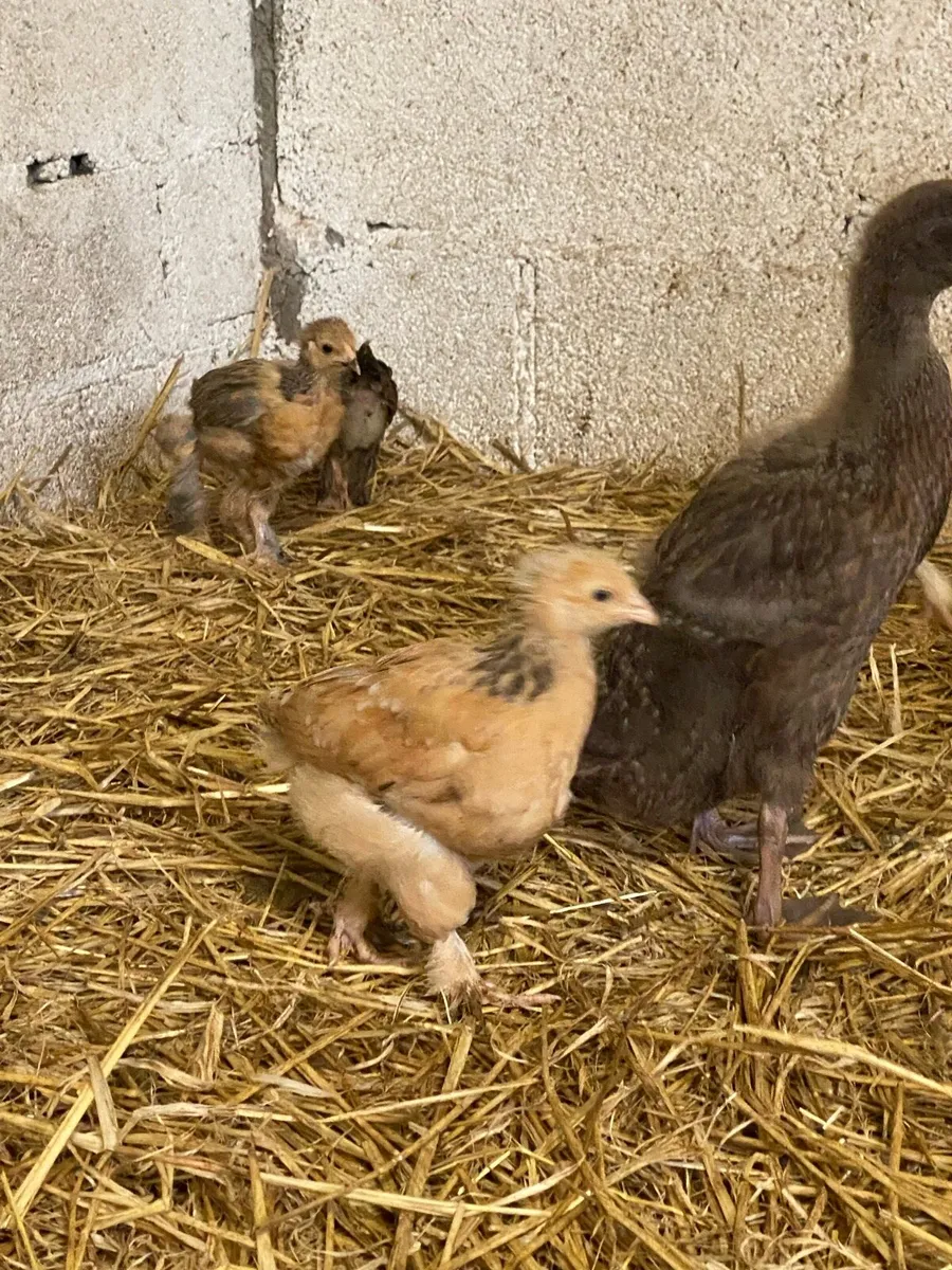 Lemon Pyle x blue Bramha chicks & Ducks - Image 4