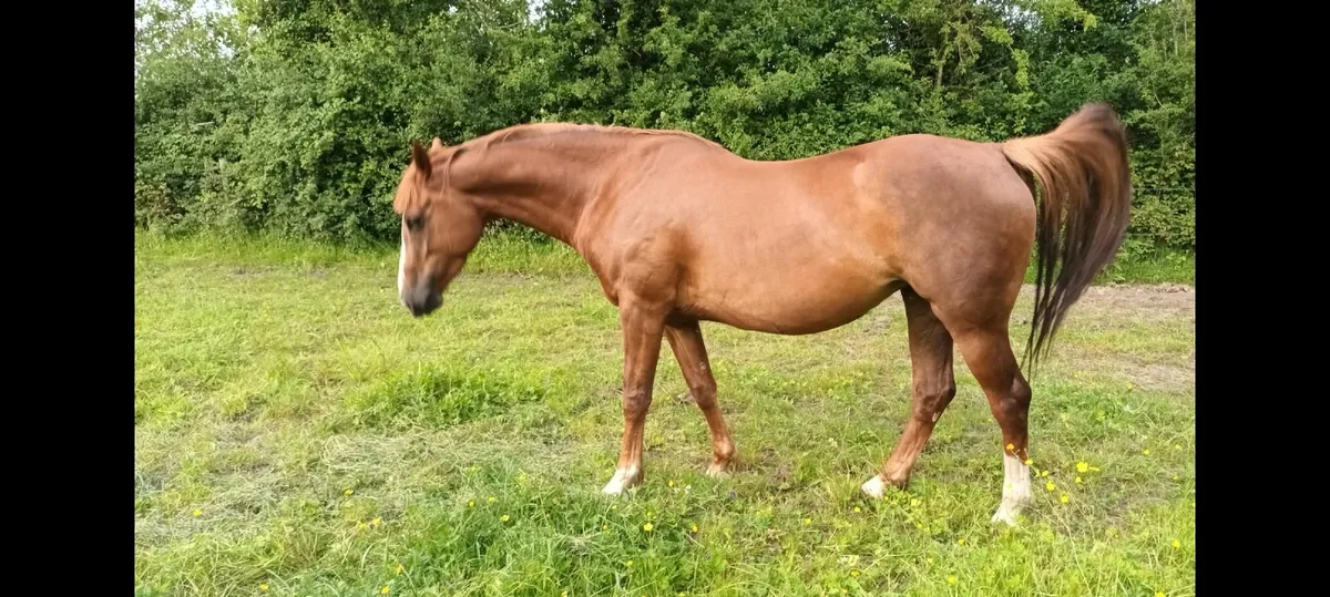ISH mare by Sligo Candy Boy - Image 1