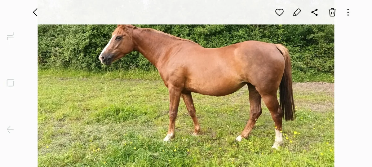 ISH mare by Sligo Candy Boy - Image 2