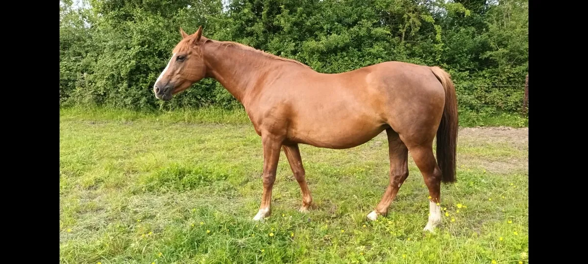 ISH mare by Sligo Candy Boy - Image 3