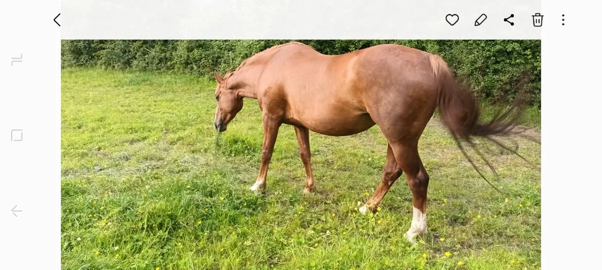 ISH mare by Sligo Candy Boy - Image 4