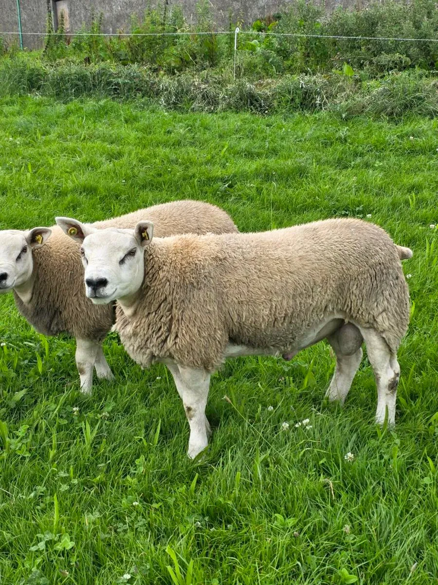 Purebred texel rams - Image 1