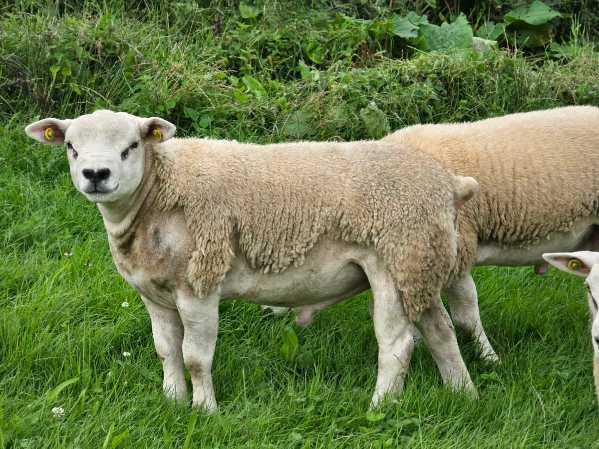 Purebred texel rams - Image 2