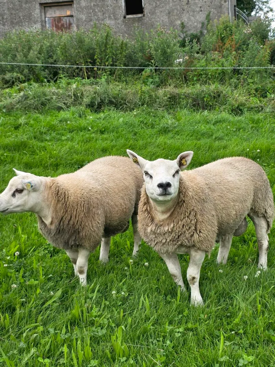 Purebred texel rams - Image 3