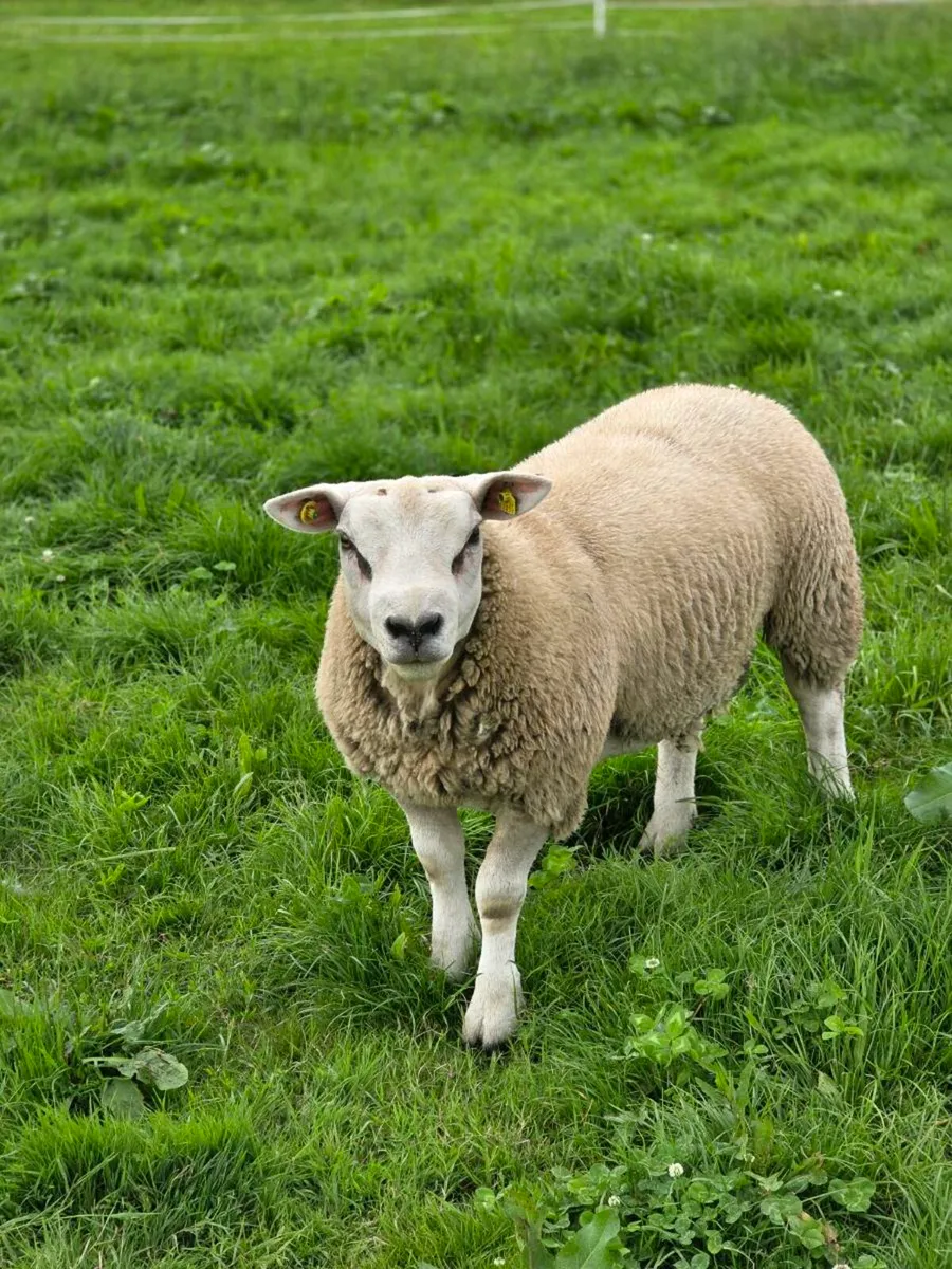 Purebred texel rams - Image 4