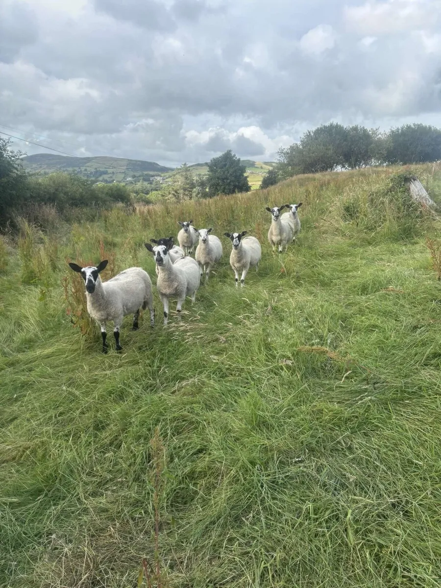 Mule hoggets - Image 1