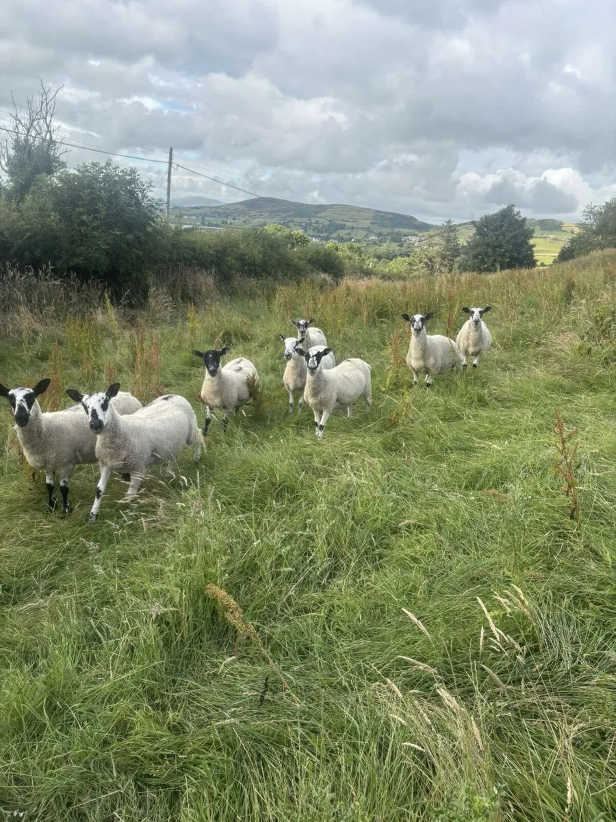 Mule hoggets - Image 2