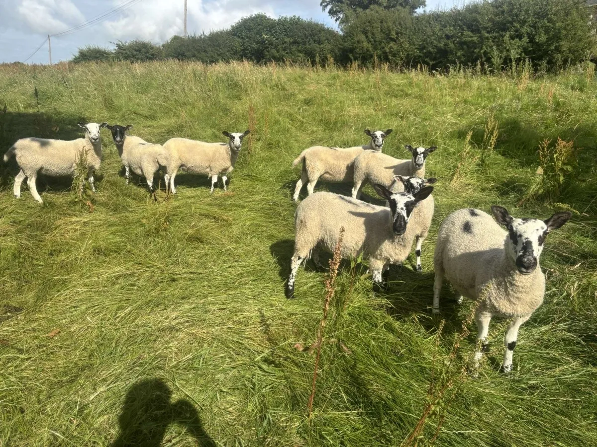 Mule hoggets - Image 3
