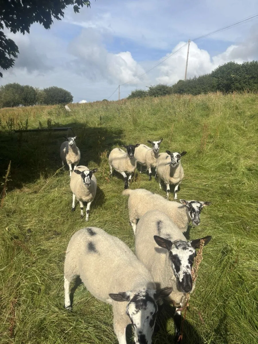 Mule hoggets - Image 4