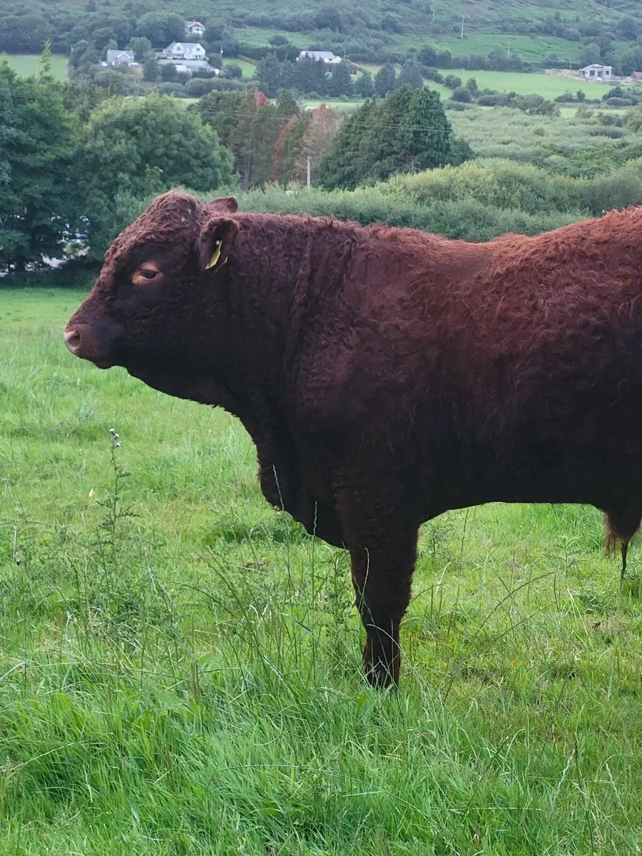 livestock - Image 1