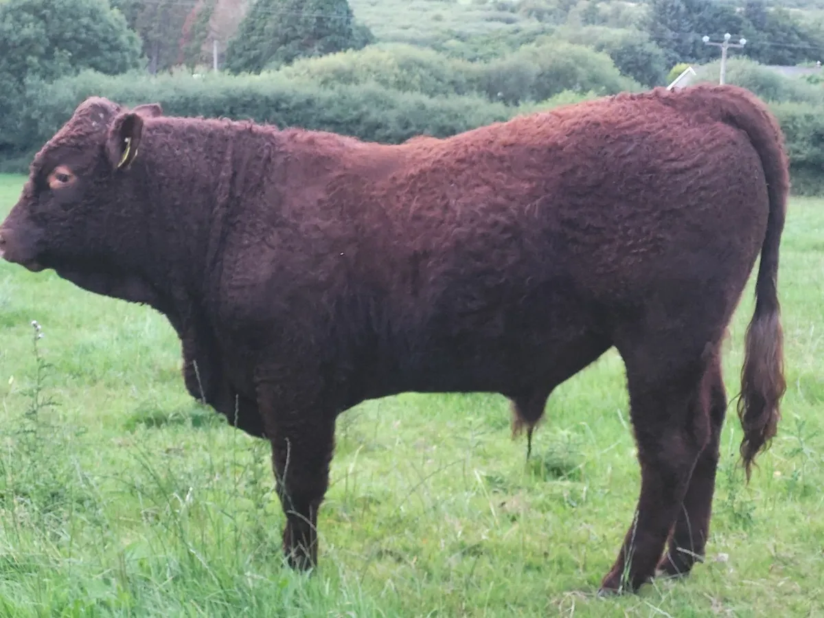 livestock - Image 2