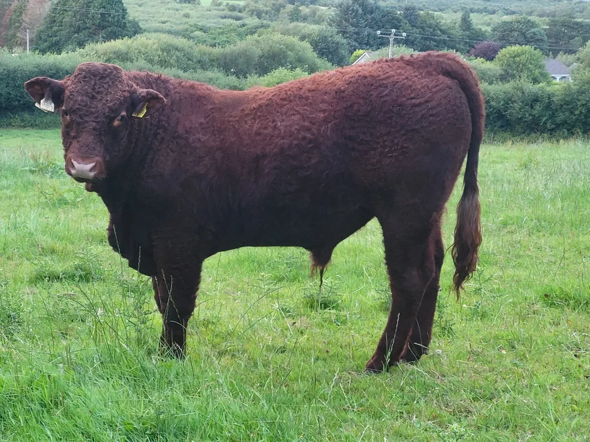 livestock - Image 3
