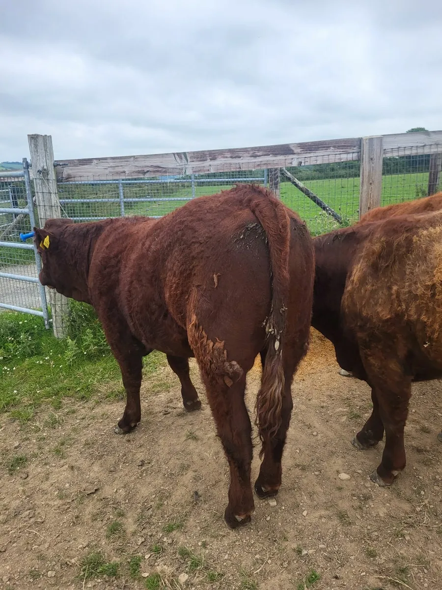 livestock - Image 4