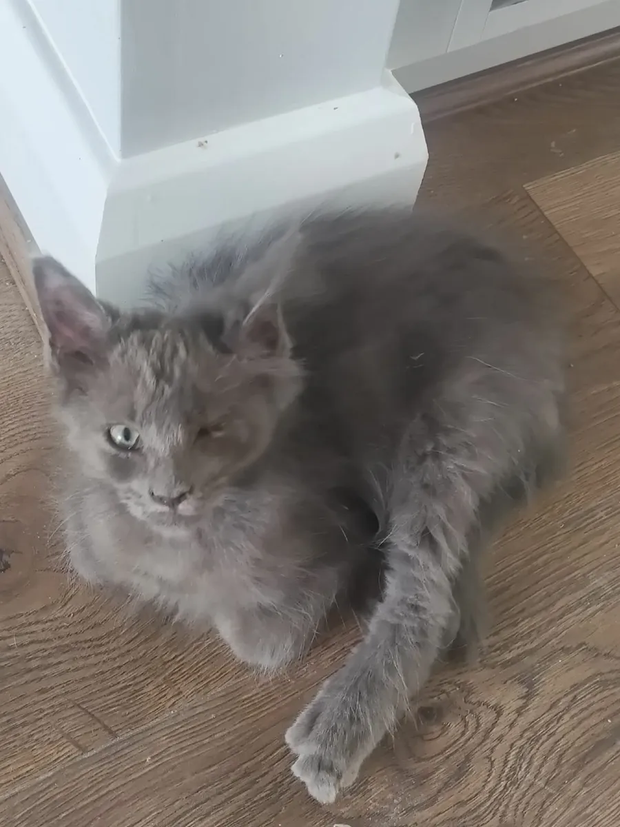 Maine Coon Mixed Kittens - Image 3