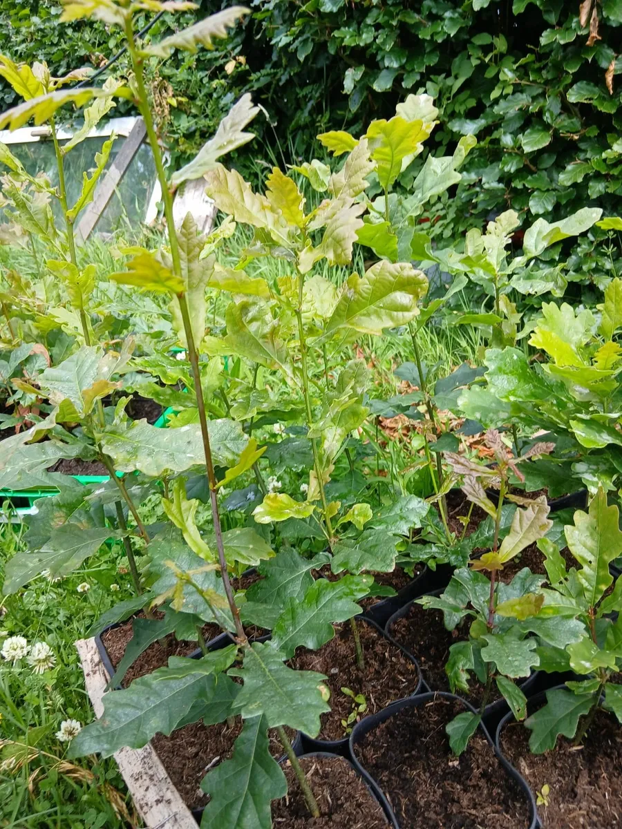 oak trees - Image 1