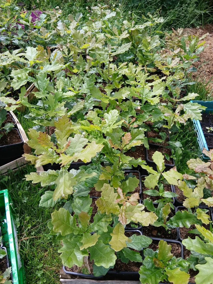 oak trees - Image 3