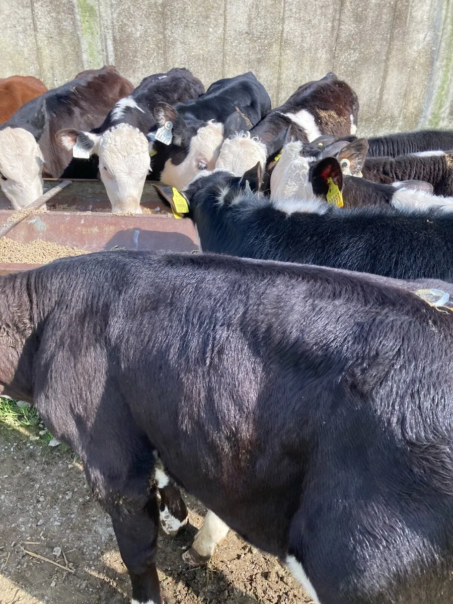 SUPER QUALITY HEX/AA BULL WEANLINGS - Image 4