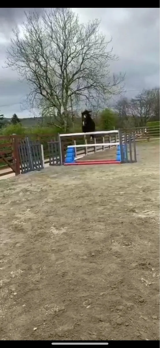 14h  jumping pony - Image 1