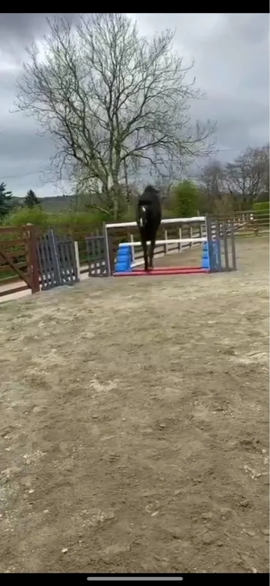 14h  jumping pony - Image 2