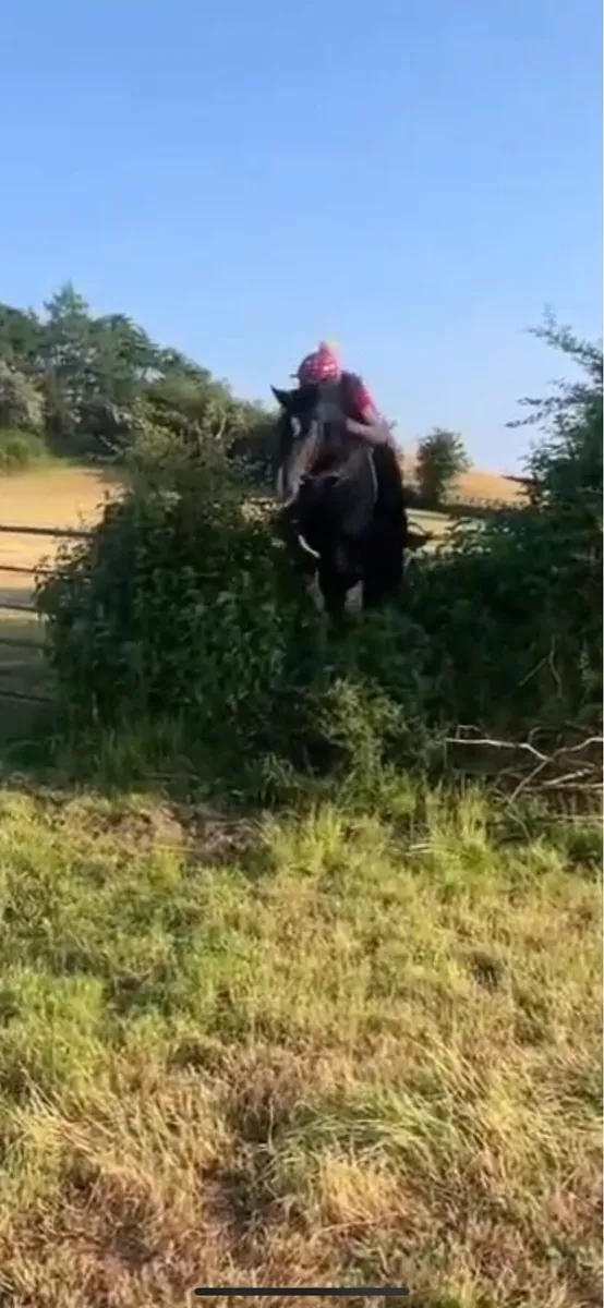14h  jumping pony - Image 3