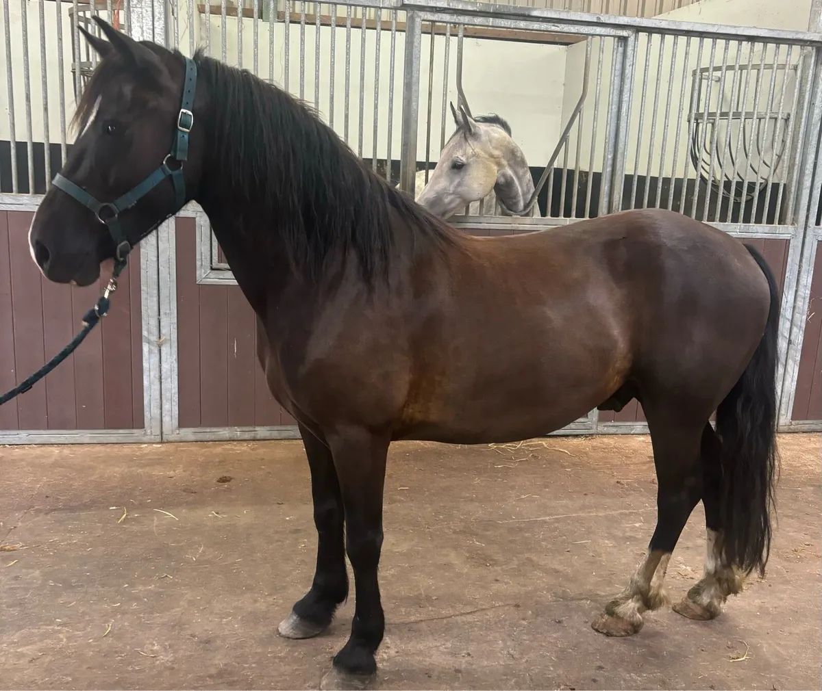 14h  jumping pony - Image 4