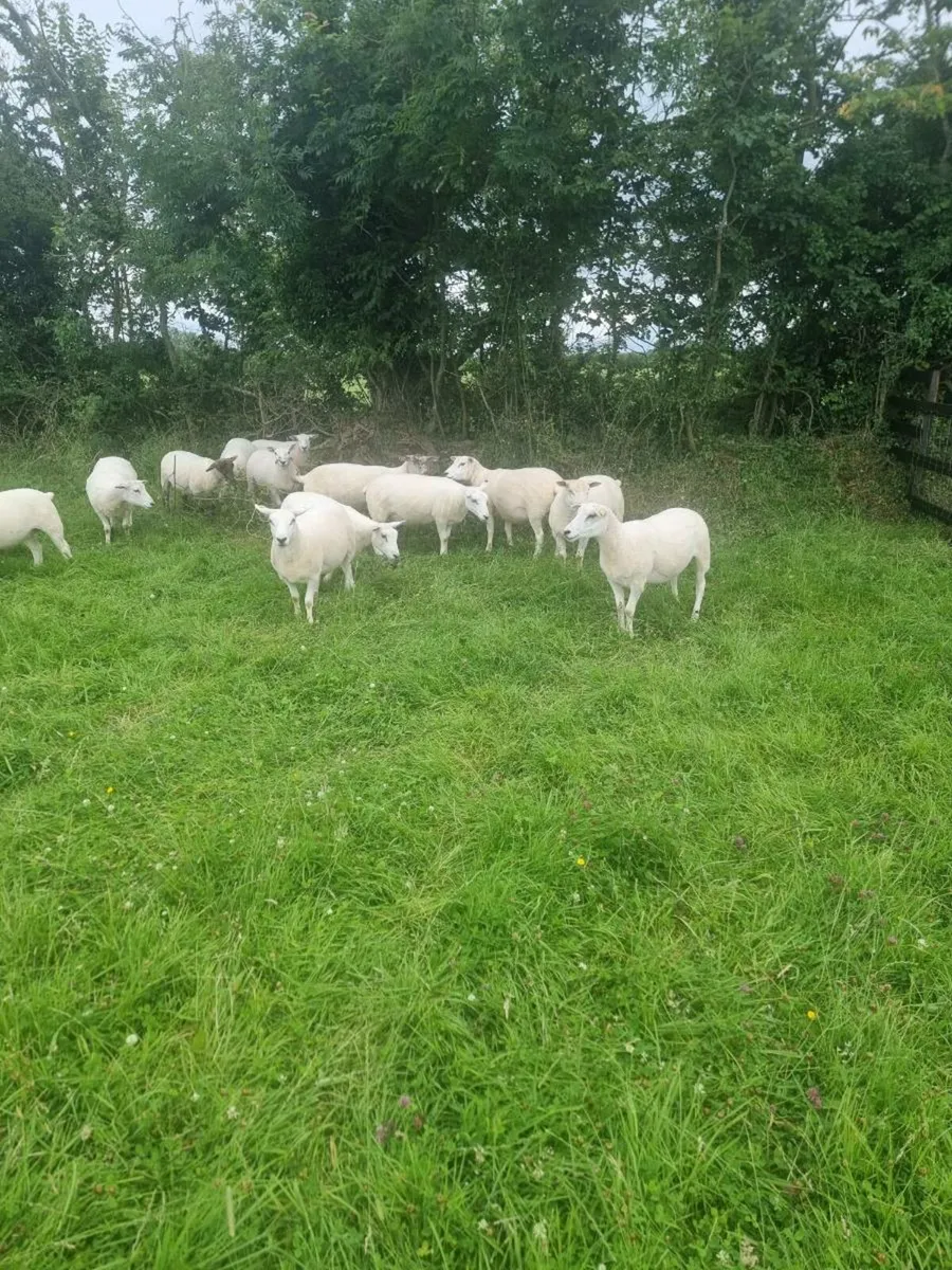 Lleyn X Texel hoggets - Image 2