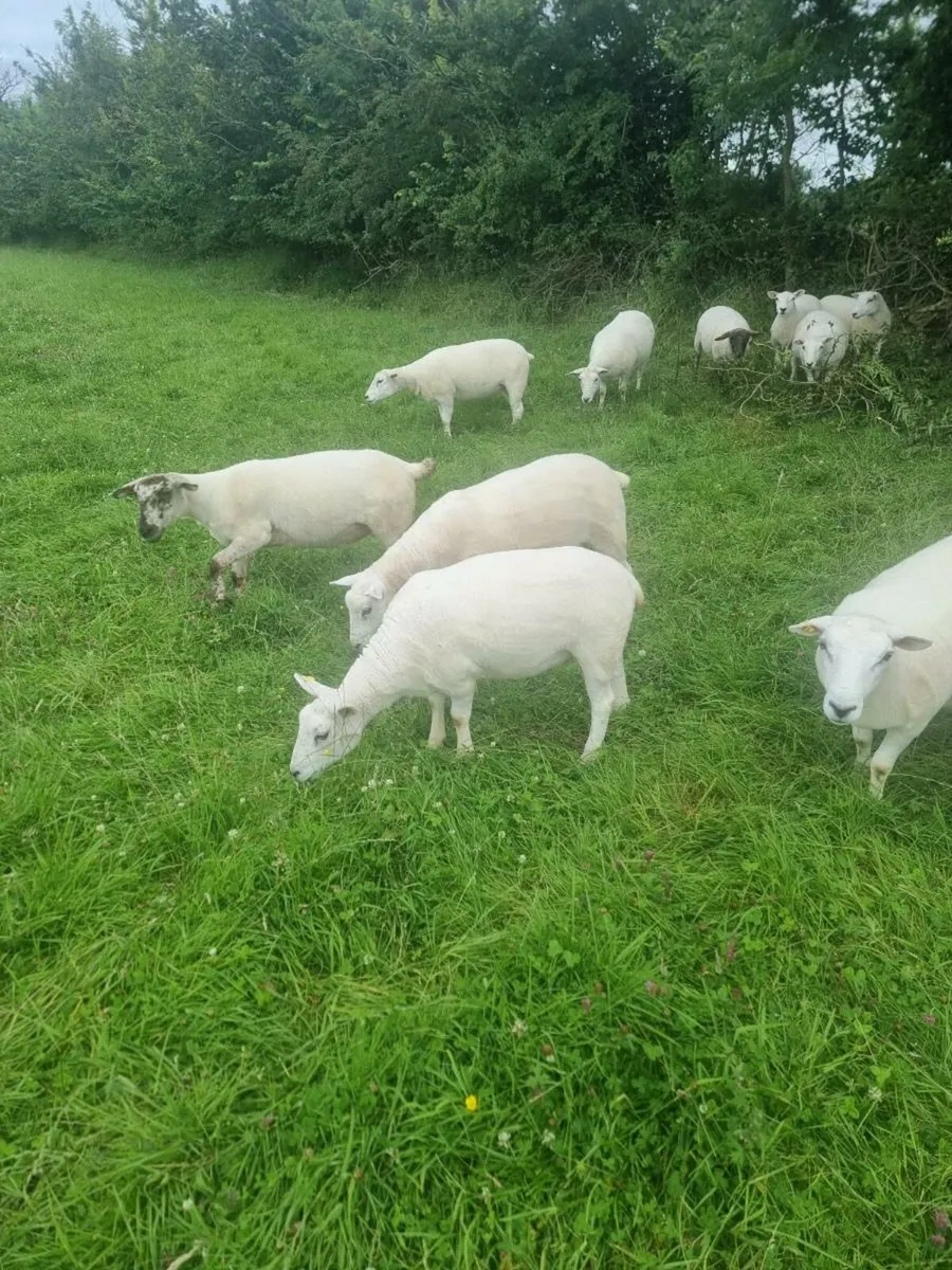 Lleyn X Texel hoggets - Image 3