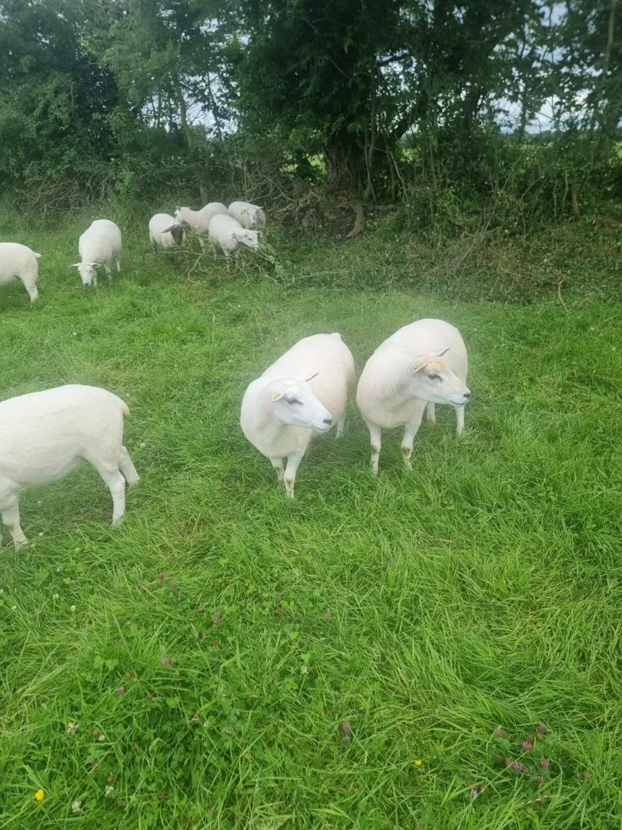 Lleyn X Texel hoggets - Image 4