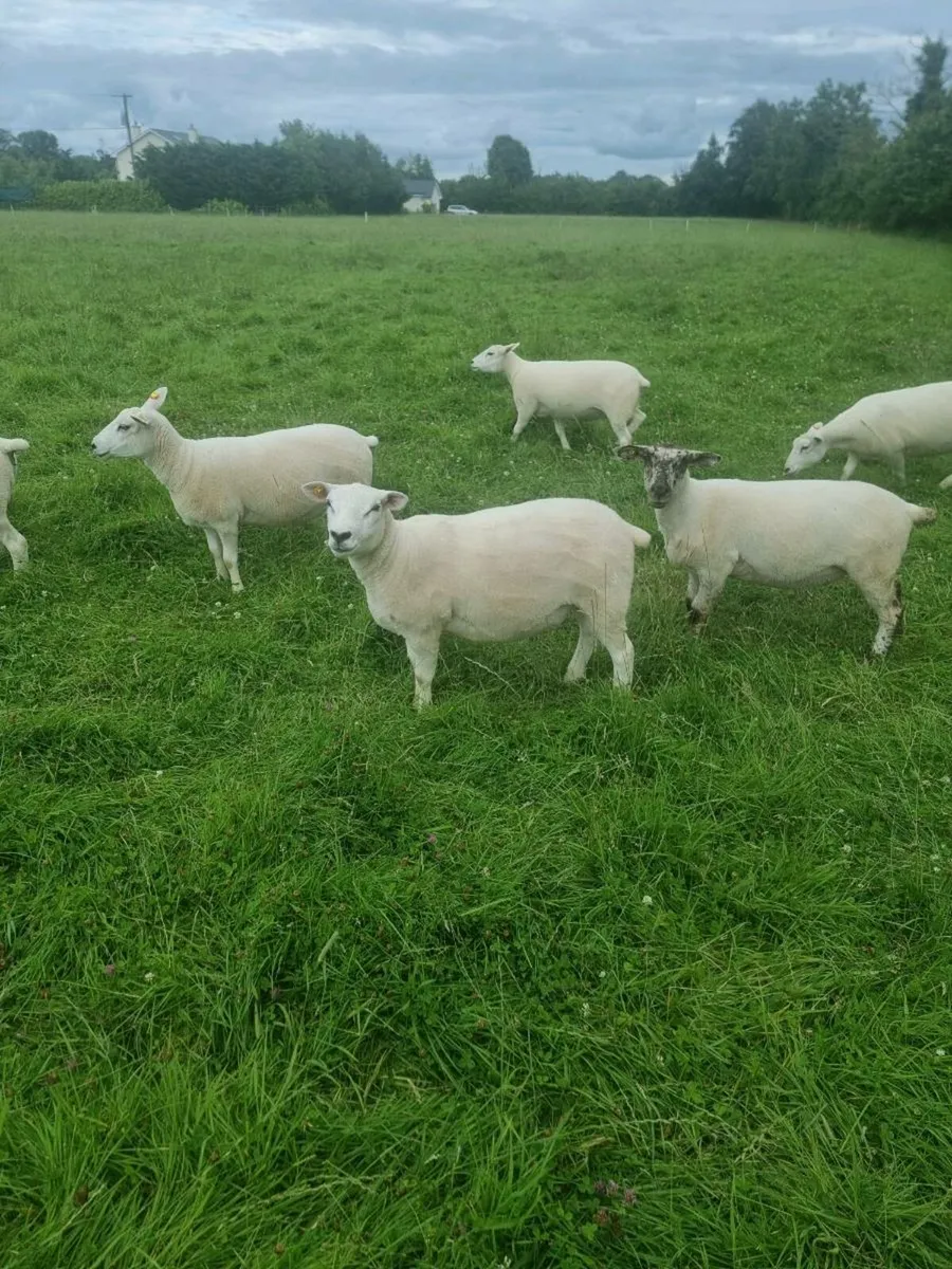 Lleyn X Texel hoggets - Image 1