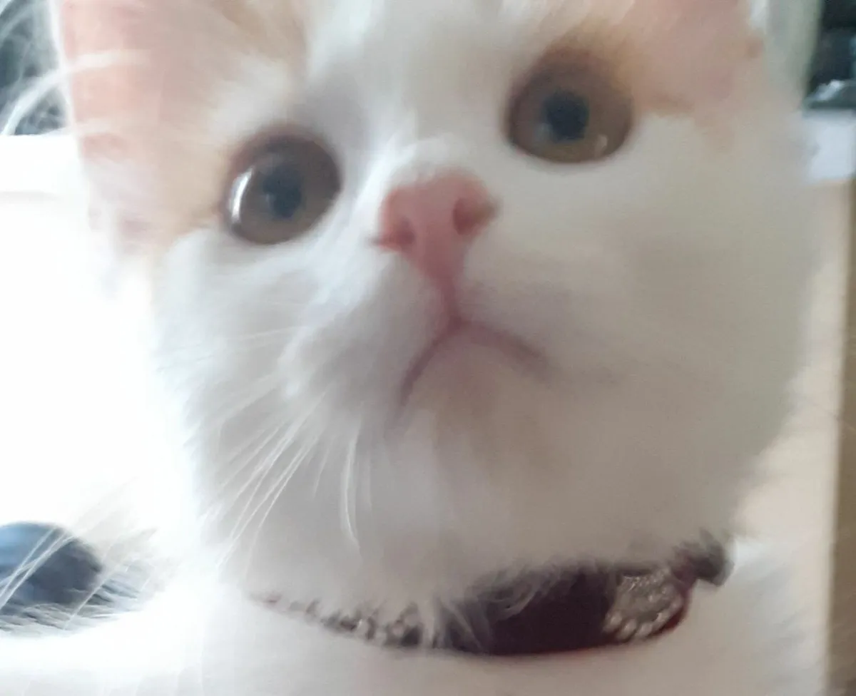Turkish Van Kittens - Image 1