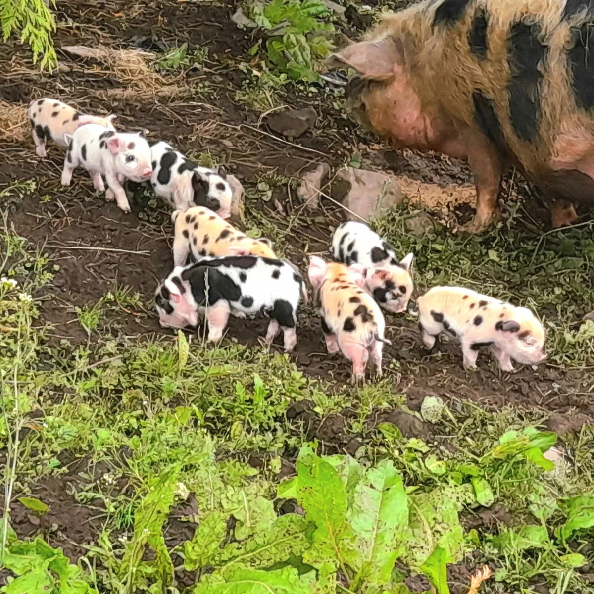 Kunekune Piglets - Image 2