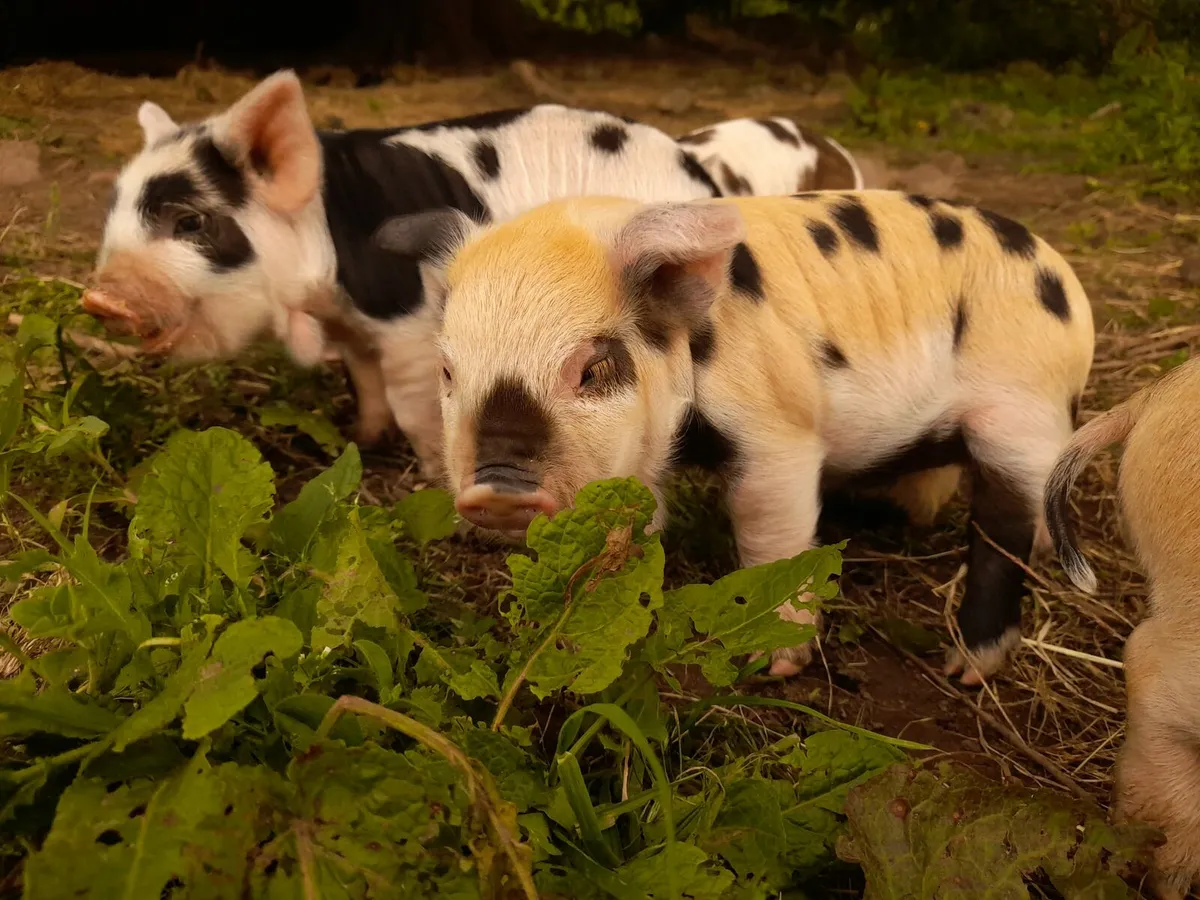 Kunekune Piglets - Image 3