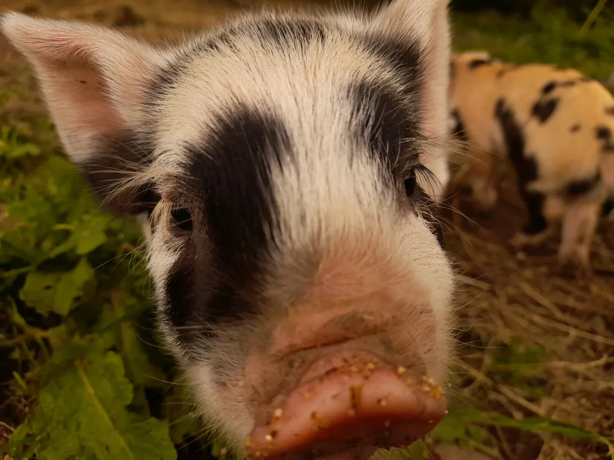 Kunekune Piglets - Image 4