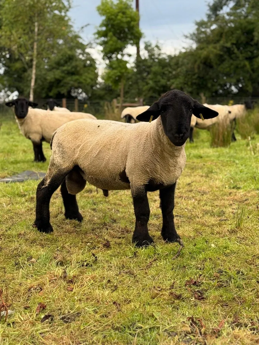 Pedigree Suffolk Hogget Ram - Image 1