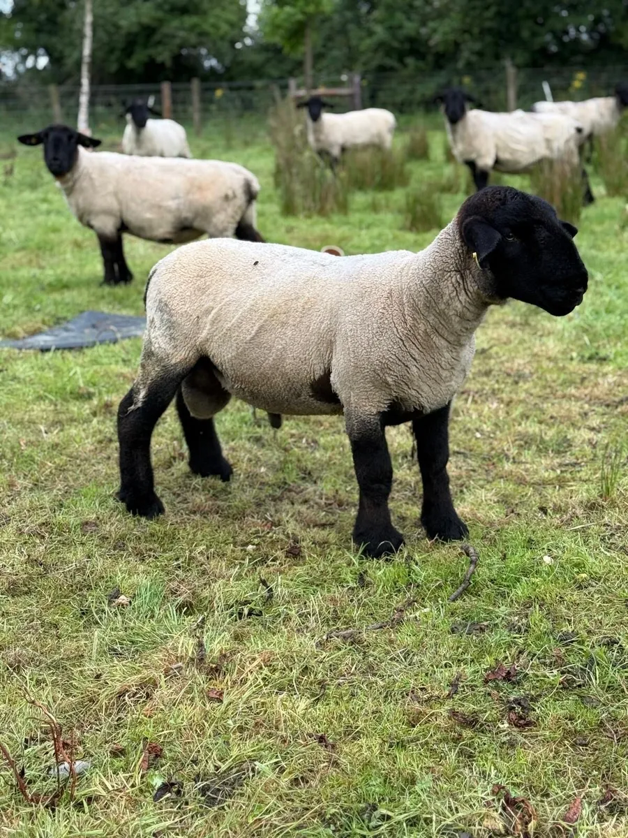Pedigree Suffolk Hogget Ram - Image 2