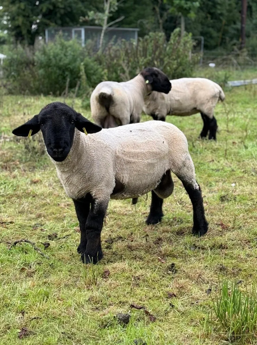 Pedigree Suffolk Hogget Ram - Image 3