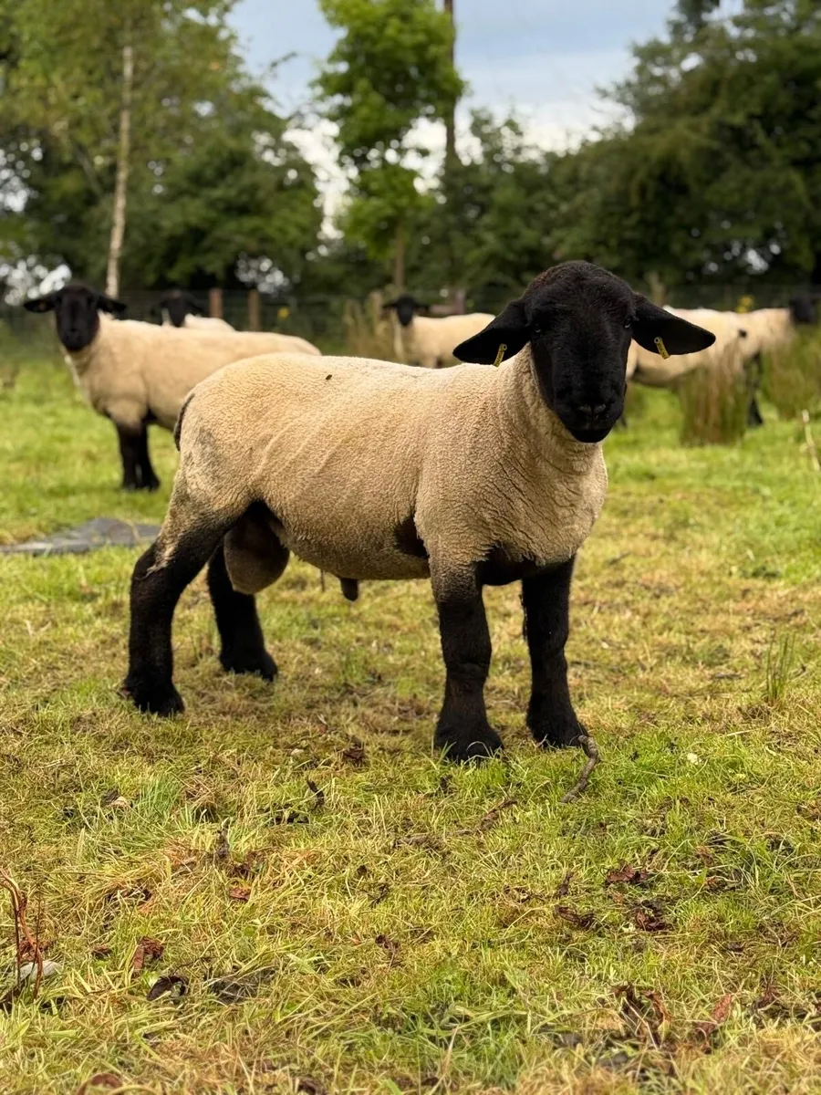 Pedigree Suffolk Hogget Ram - Image 4