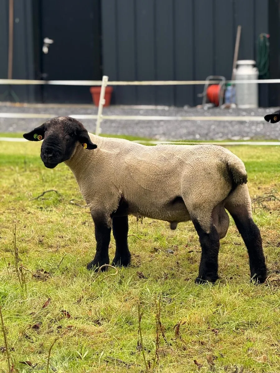 Pedigree Suffolk Ram - Image 1