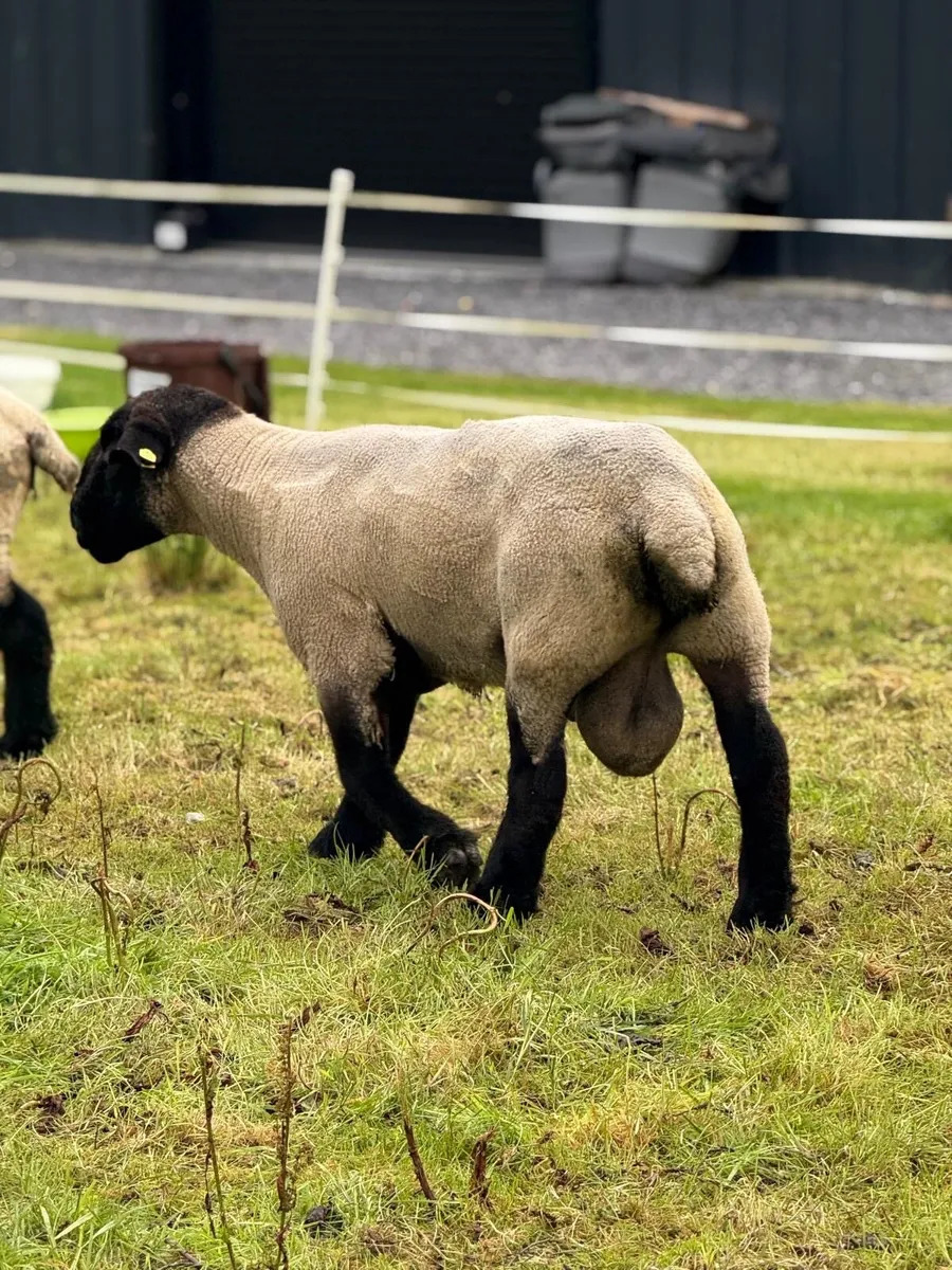 Pedigree Suffolk Ram - Image 2