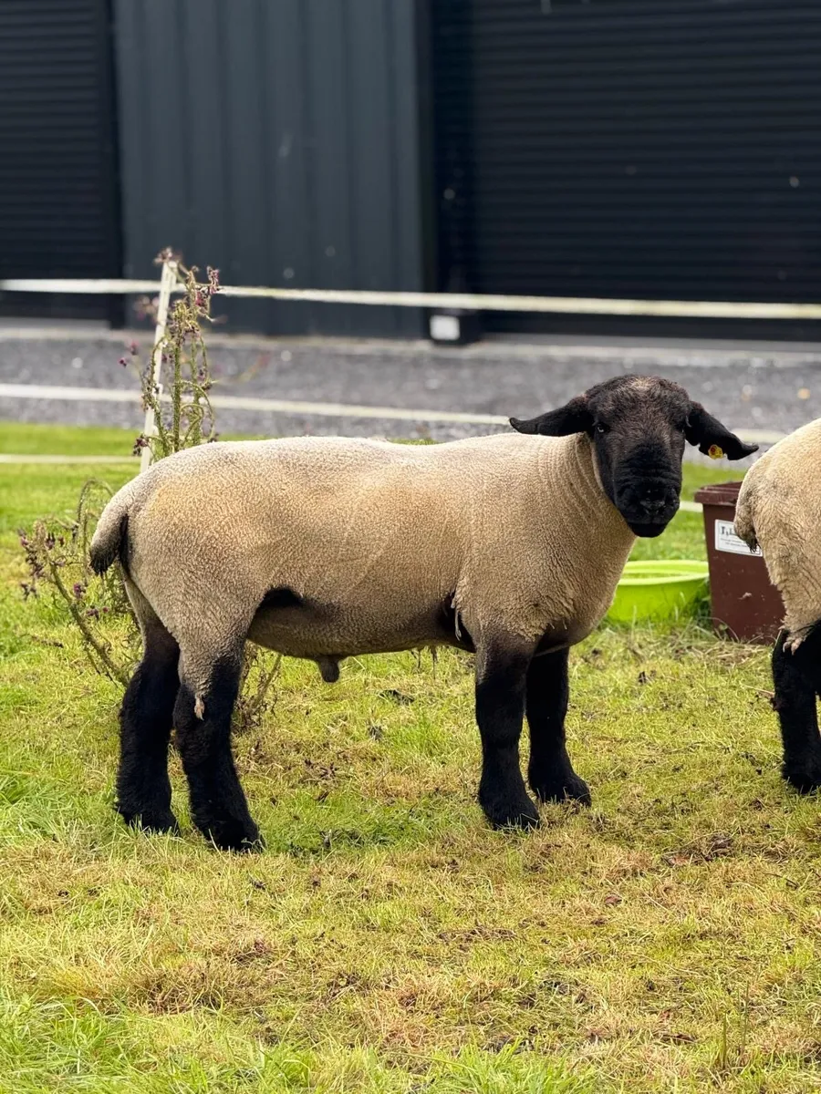 Pedigree Suffolk Ram - Image 3