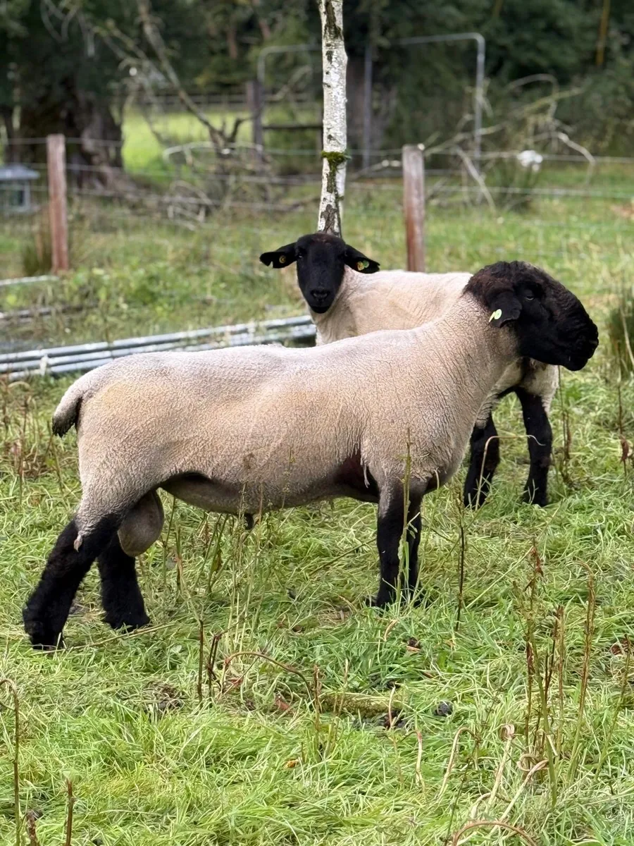 Pedigree Suffolk Ram - Image 4
