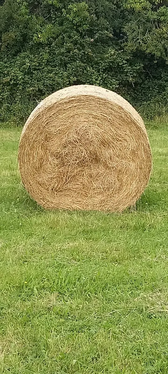 Best quality hay for sale