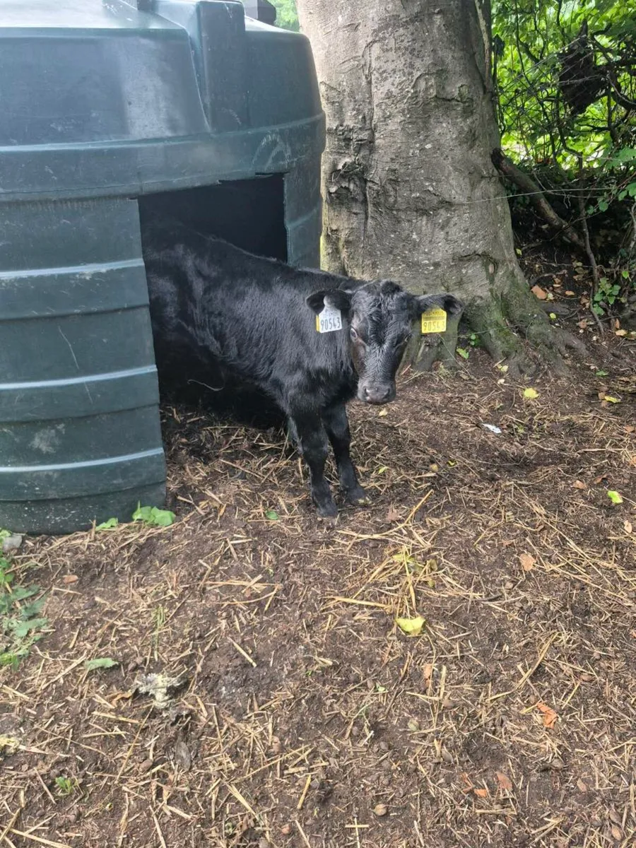 Calves - Image 1