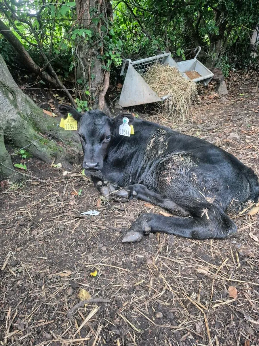 Calves - Image 2